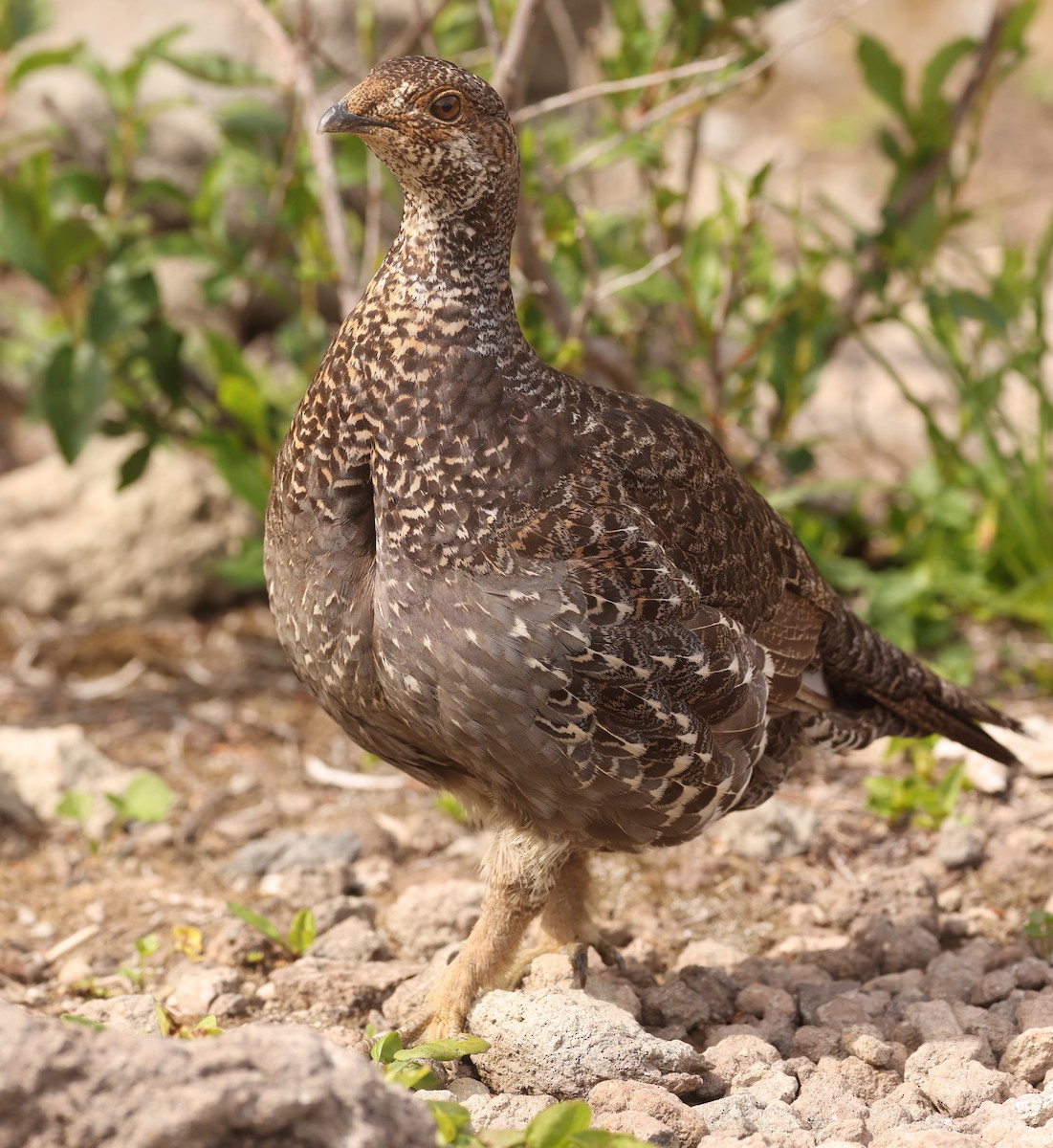 Sooty Grouse - ML612401286