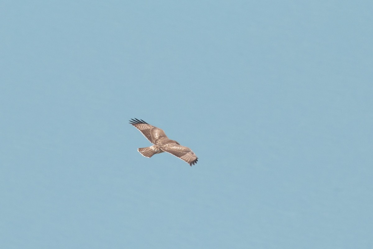 Red-tailed Hawk - ML612401298