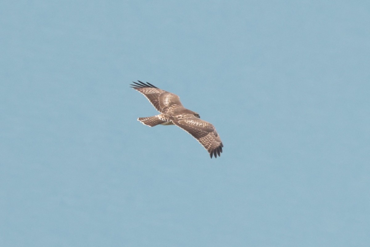 Red-tailed Hawk - ML612401299