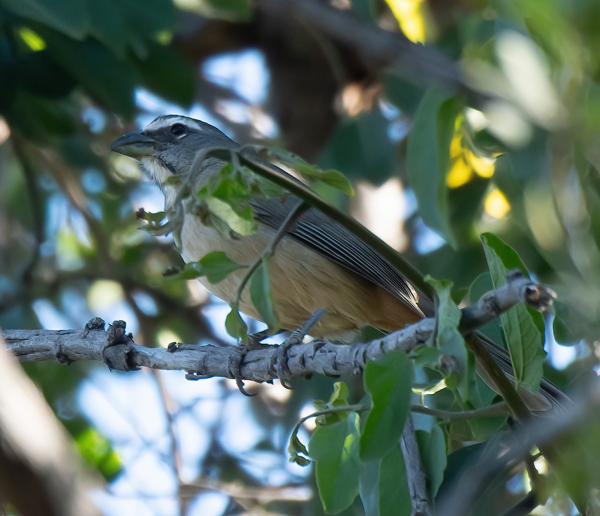 Cinnamon-bellied Saltator - ML612401301