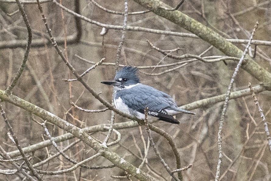 Belted Kingfisher - Andrew Garland