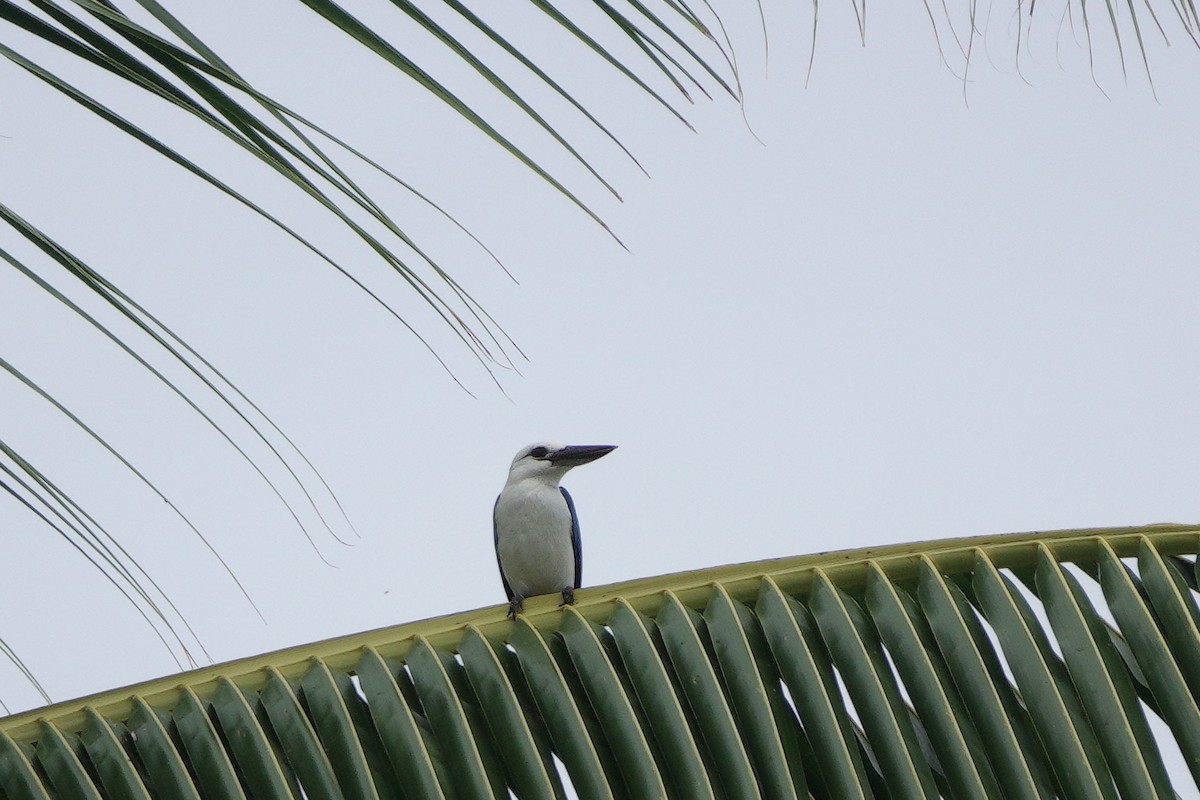 Beach Kingfisher - ML612401326