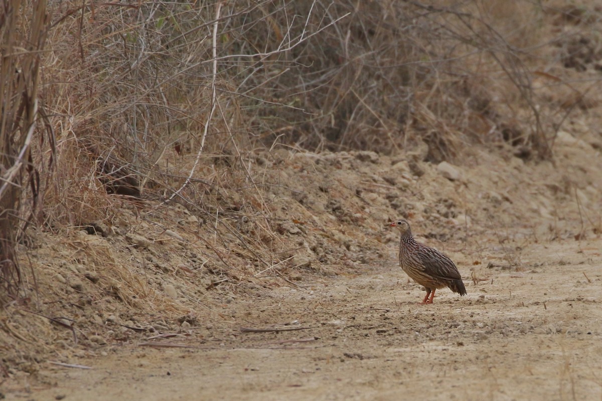 Francolin à bandes grises - ML612401341