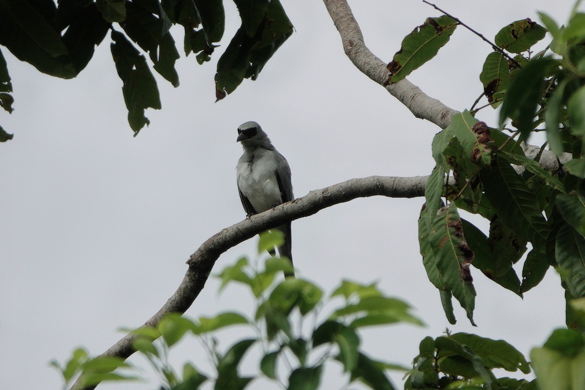 White-bellied Cuckooshrike - ML612401344