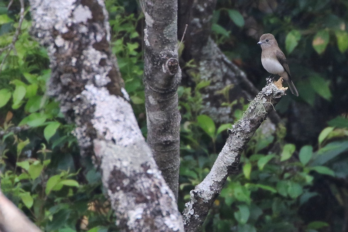 Angola Slaty-Flycatcher - Joshua Bergmark | Ornis Birding Expeditions