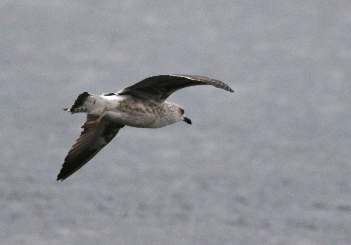 Lesser Black-backed Gull - ML612401402