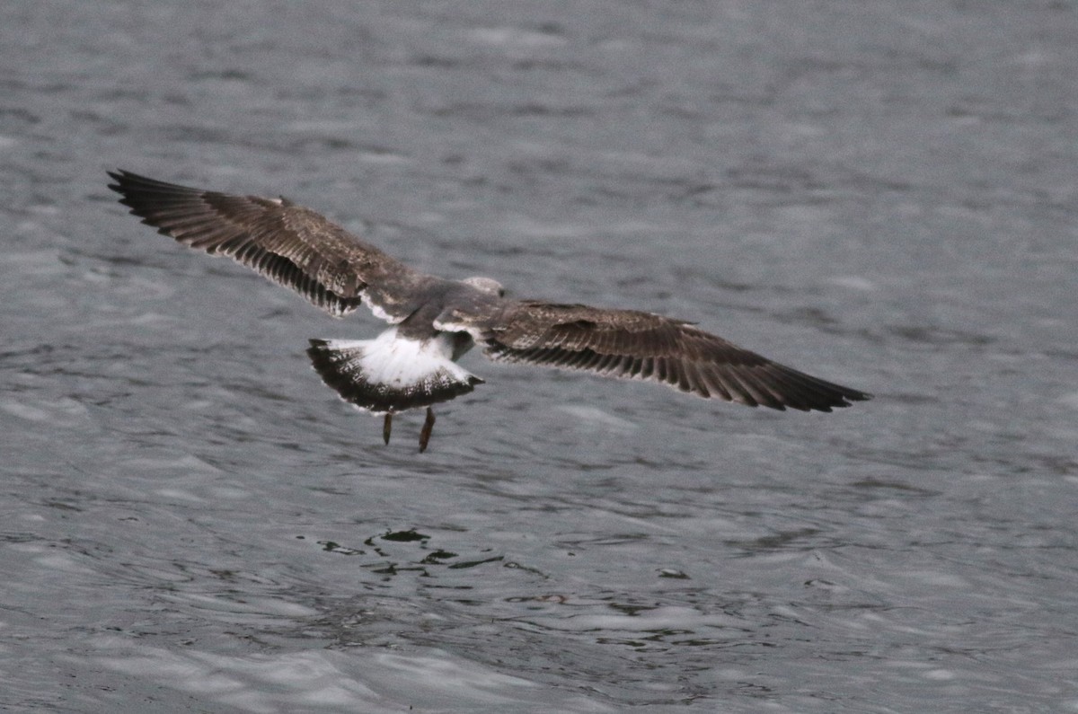 Lesser Black-backed Gull - ML612401414