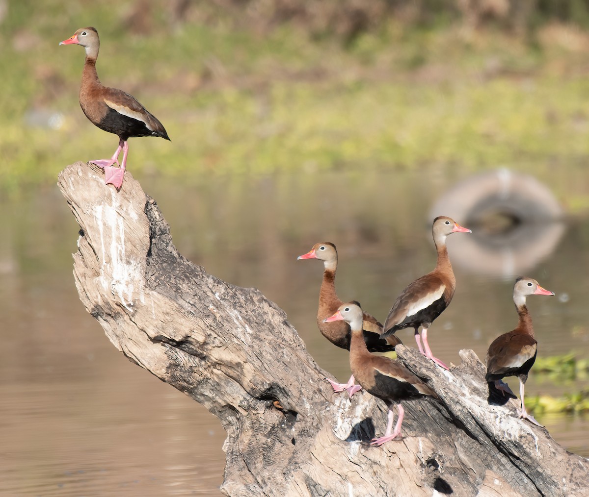 Black-bellied Whistling-Duck - ML612401416