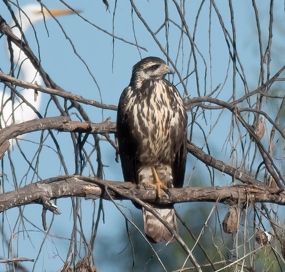 Common Black Hawk - ML612401426