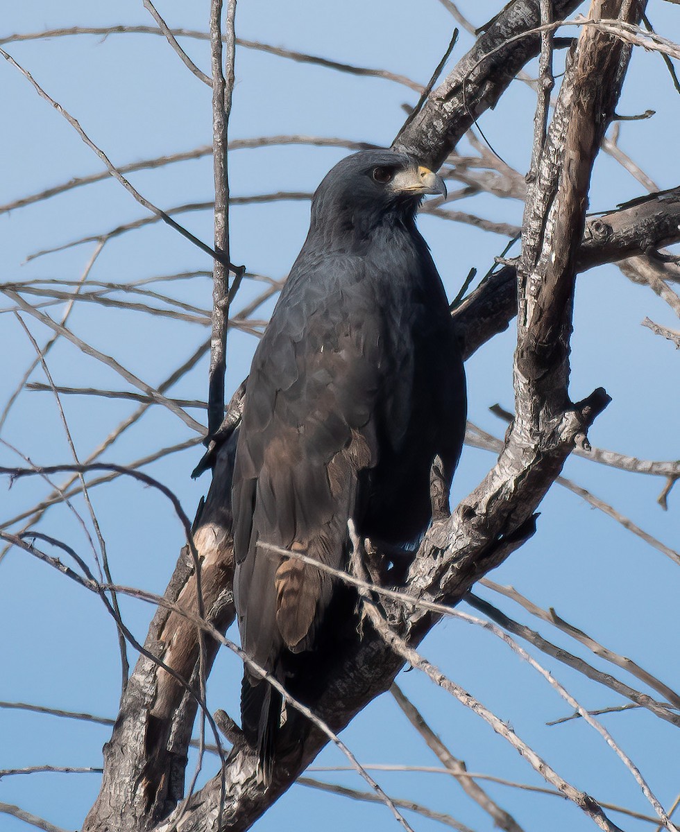 Common Black Hawk - ML612401427