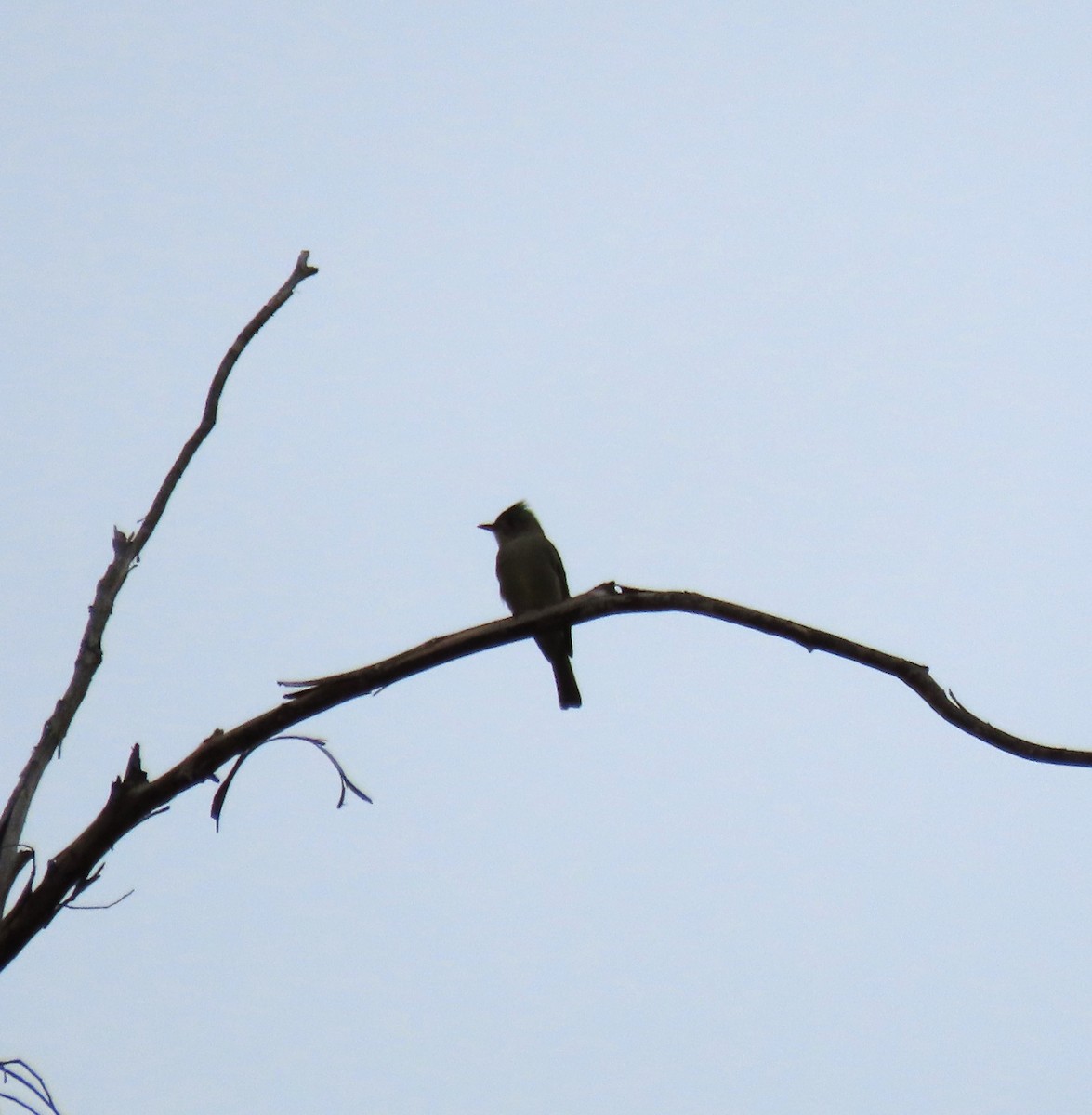 Greater Pewee - ML612401437