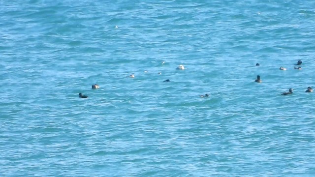 Long-tailed Duck - ML612401536