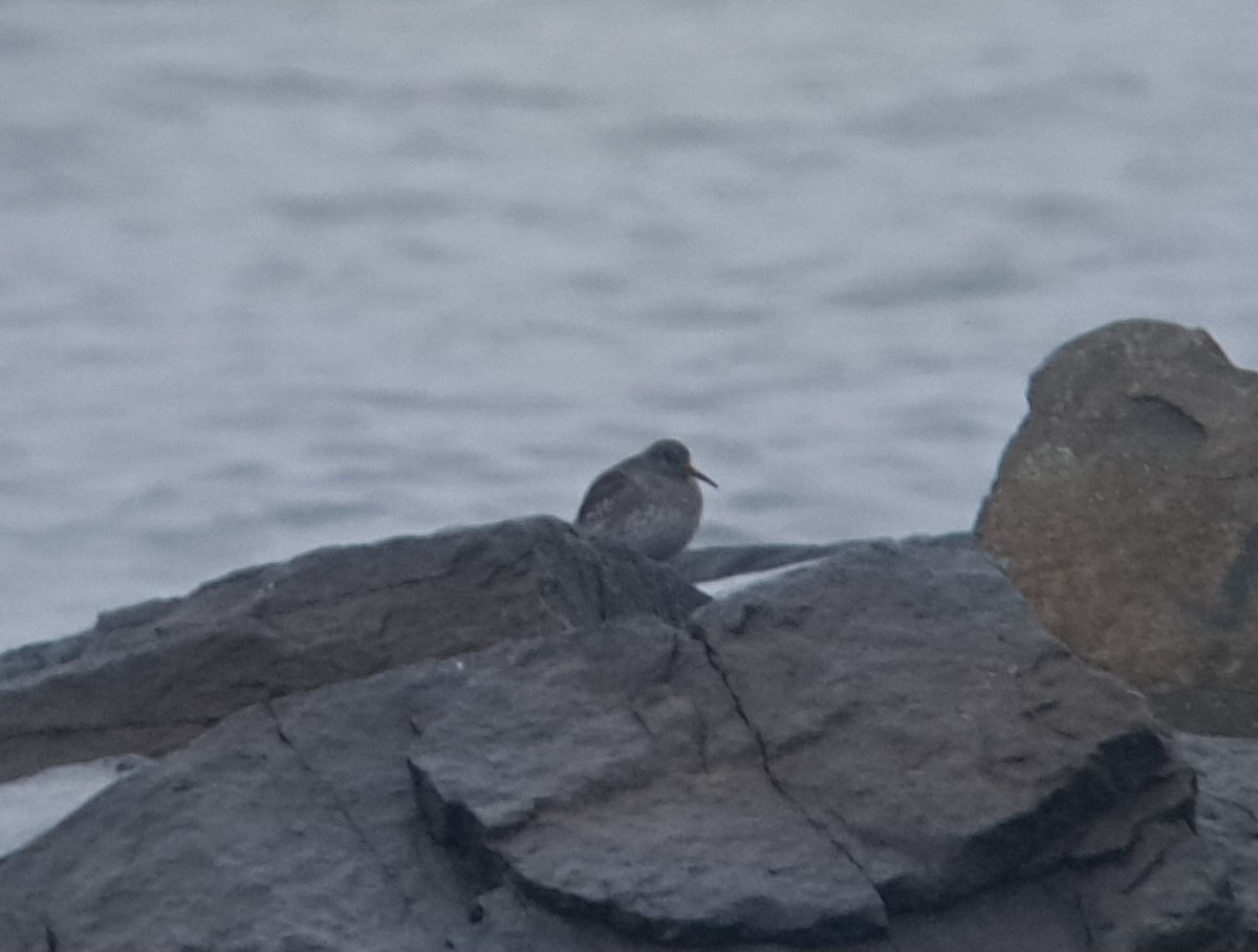 Purple Sandpiper - 🦉Richard Aracil🦅