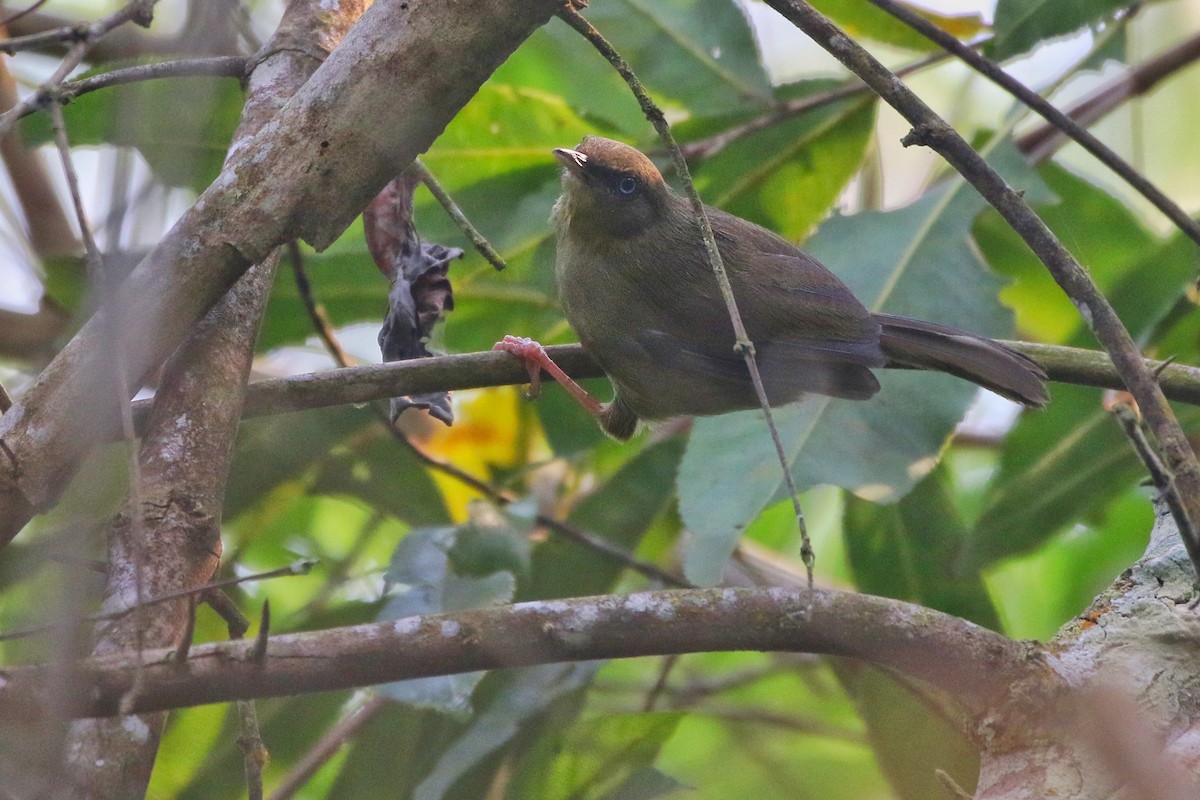 Pulitzer's Longbill - ML612401552