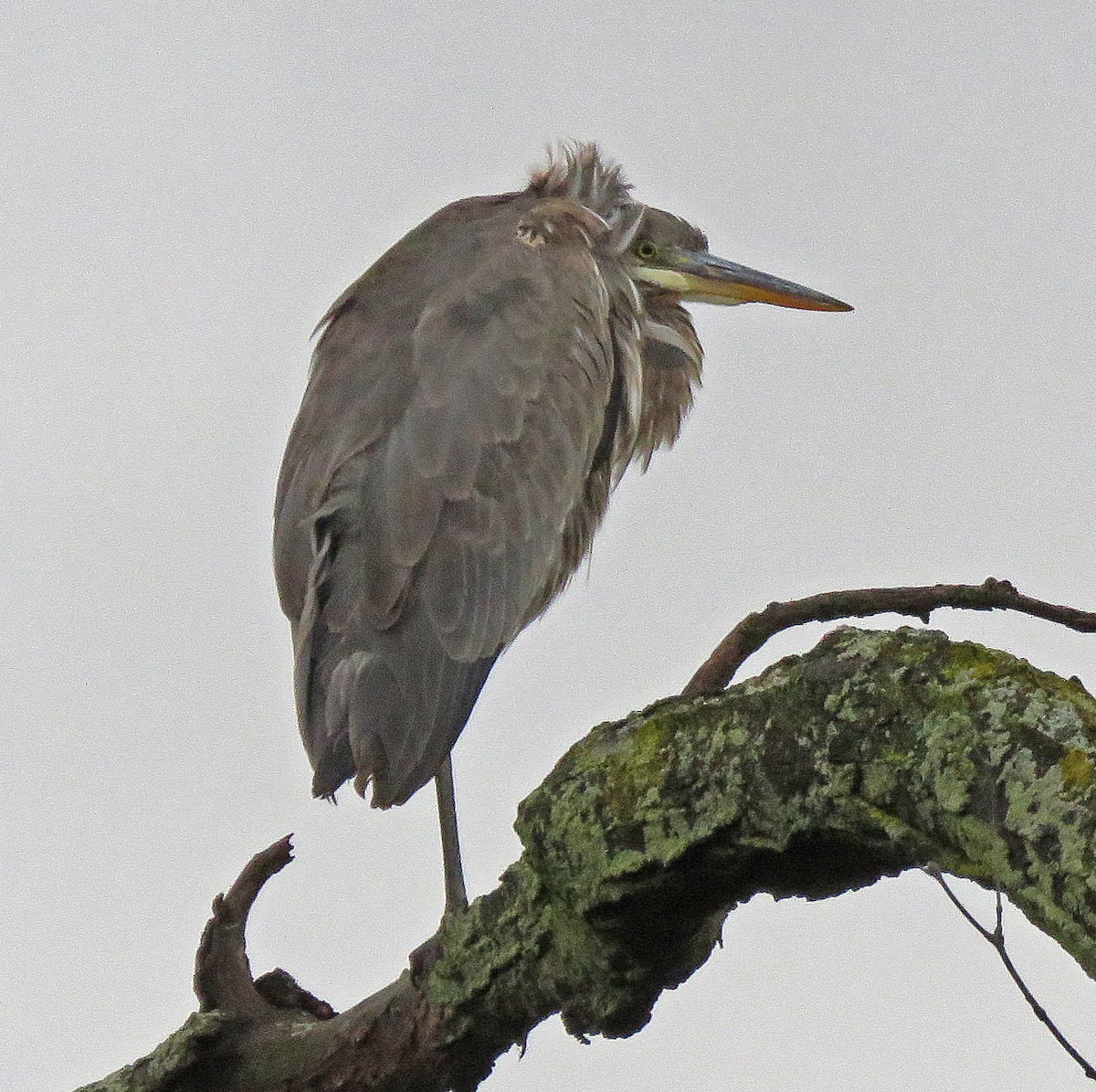 Great Blue Heron - ML612401647