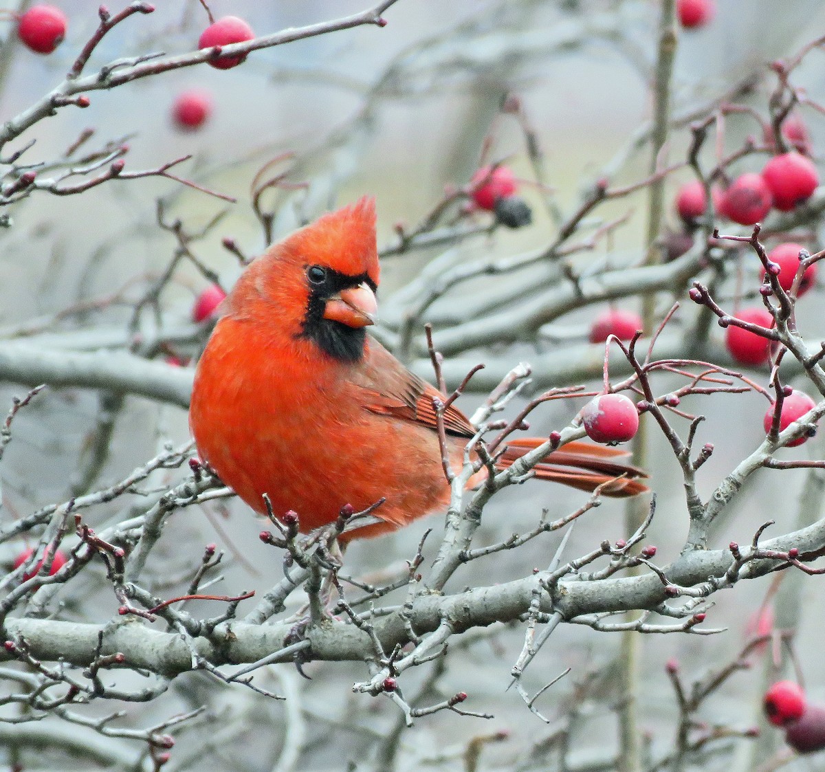 Cardinal rouge - ML612401678