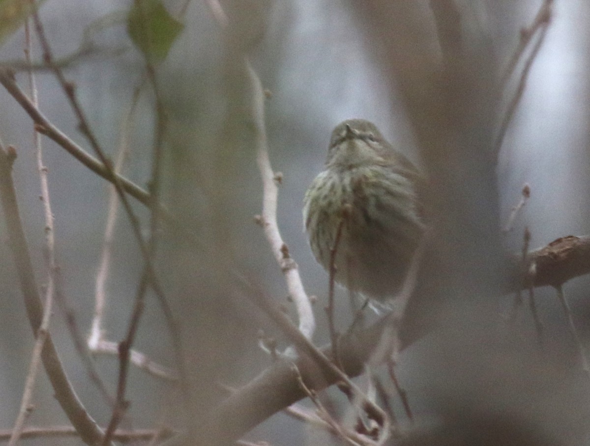 Cape May Warbler - ML612401685