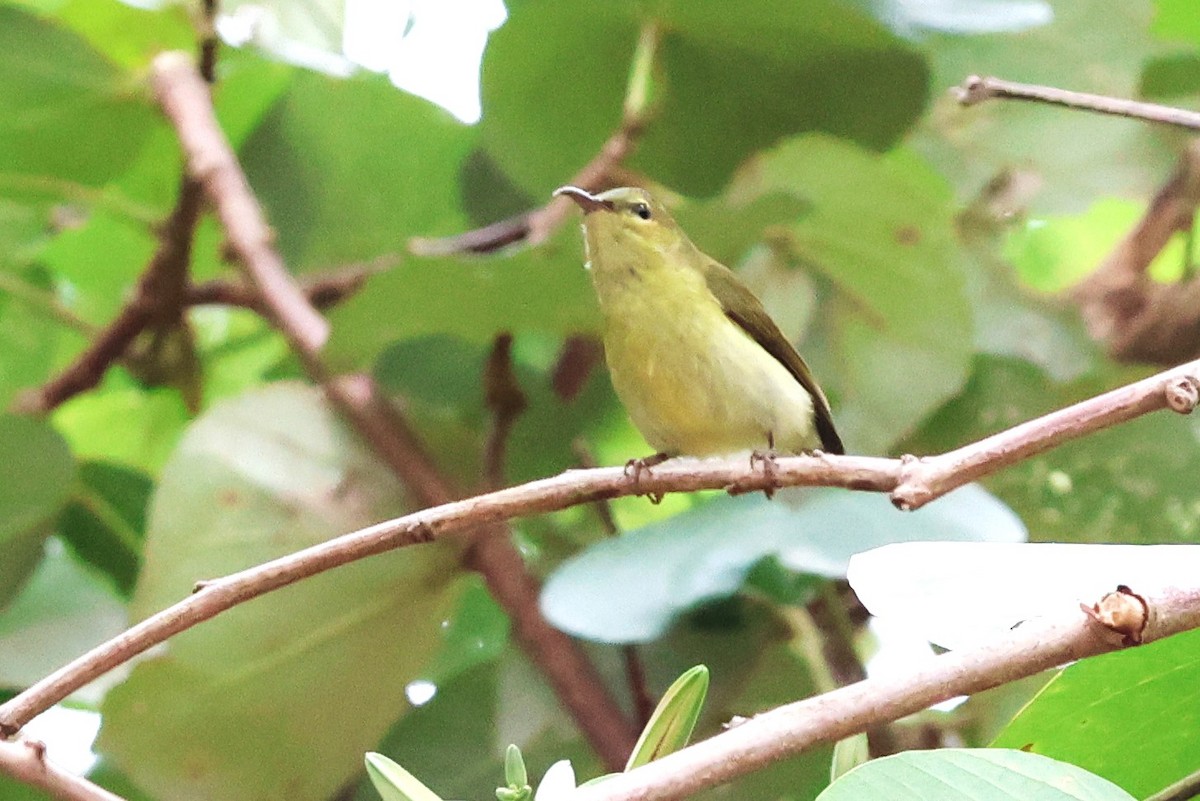 Fork-tailed Sunbird - Mei-Luan Wang
