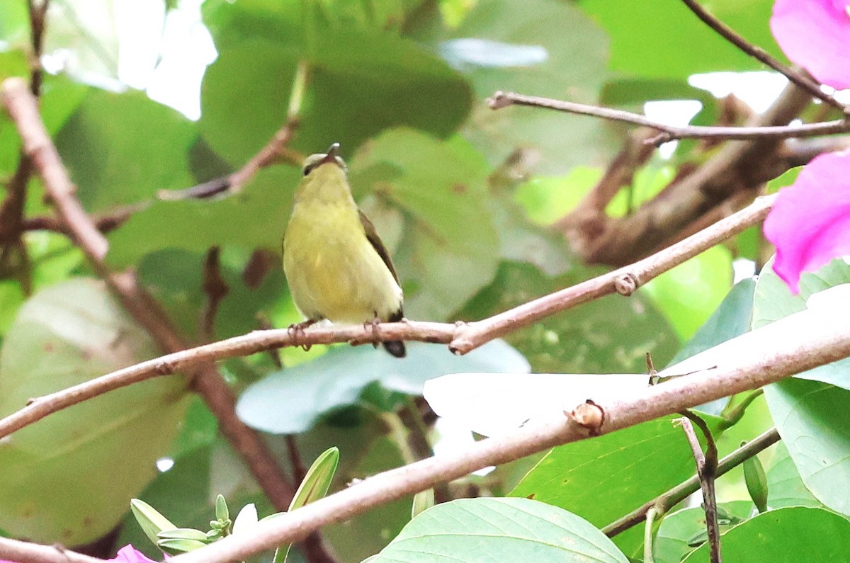 Fork-tailed Sunbird - Mei-Luan Wang