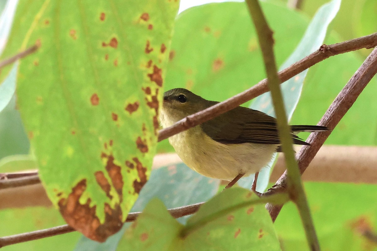 Fork-tailed Sunbird - Mei-Luan Wang