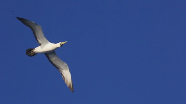 Masked Booby - ML612401763