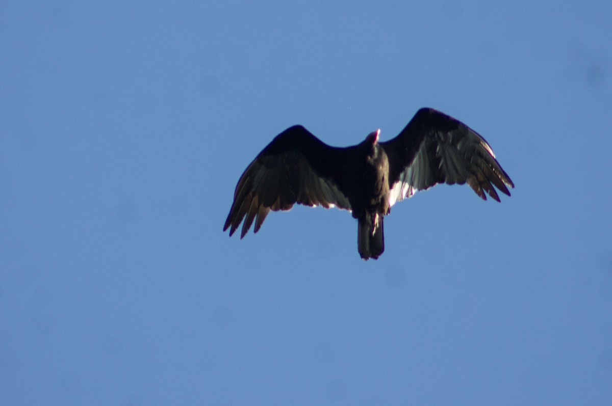 Turkey Vulture - ML612401828