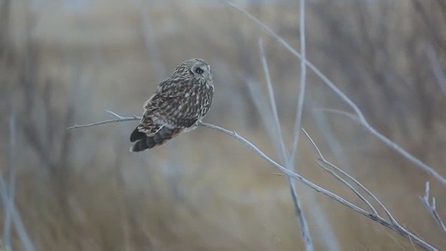 Short-eared Owl - ML612401854