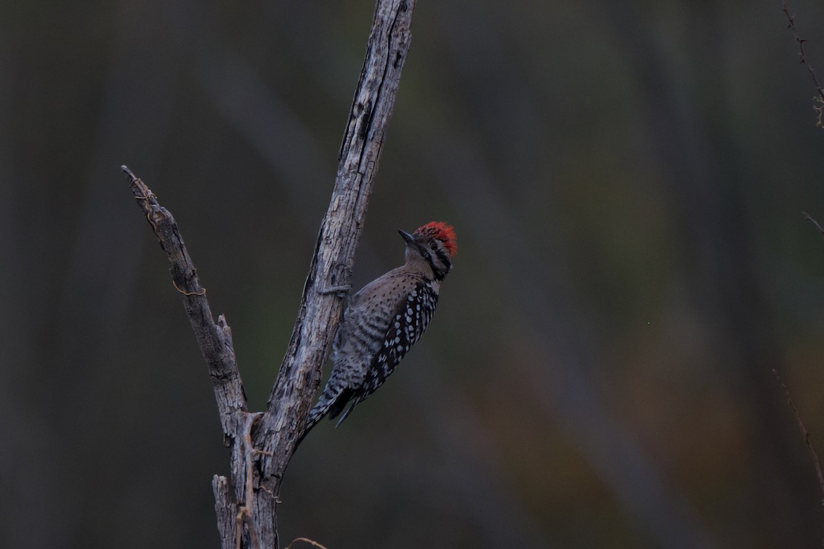 Ladder-backed Woodpecker - ML612401876