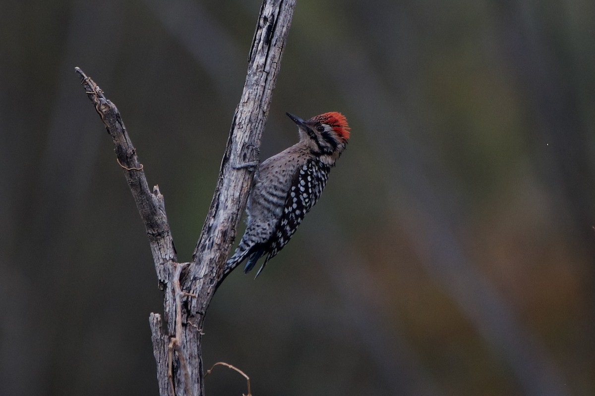 Ladder-backed Woodpecker - ML612401877