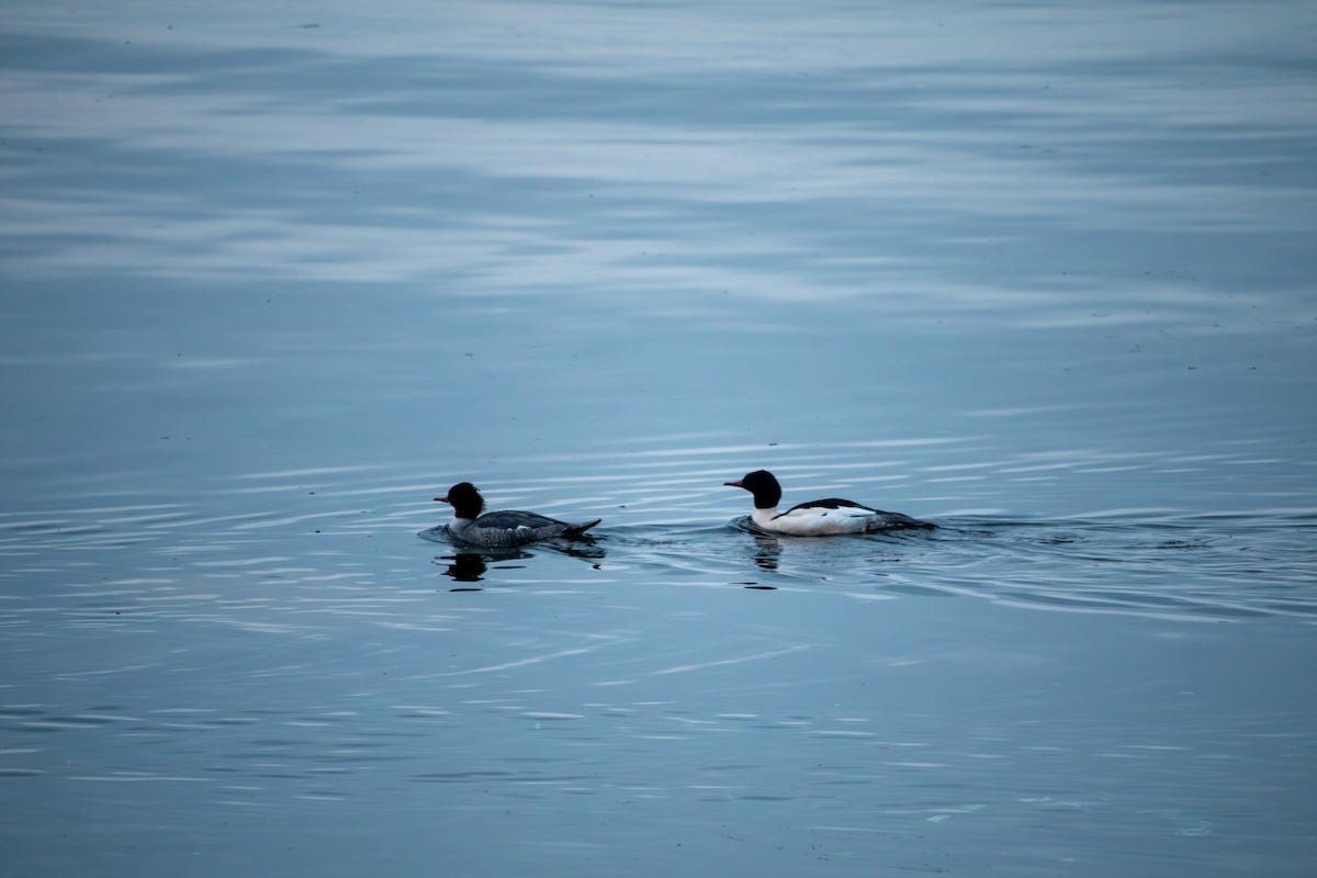 Common Merganser - Keely Dodds