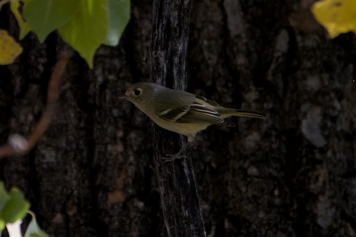 Hutton's Vireo - ML612401905