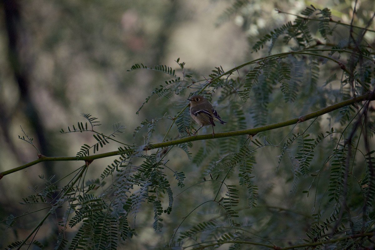 Ruby-crowned Kinglet - Ben Schmandt