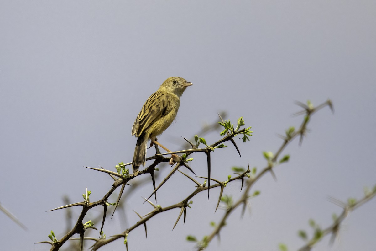 Croaking Cisticola - ML612401934