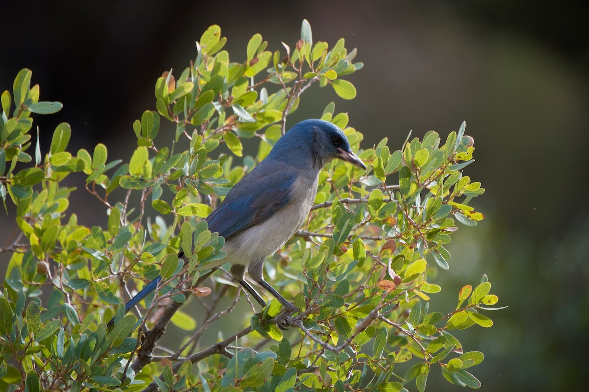 Mexican Jay - ML612401946