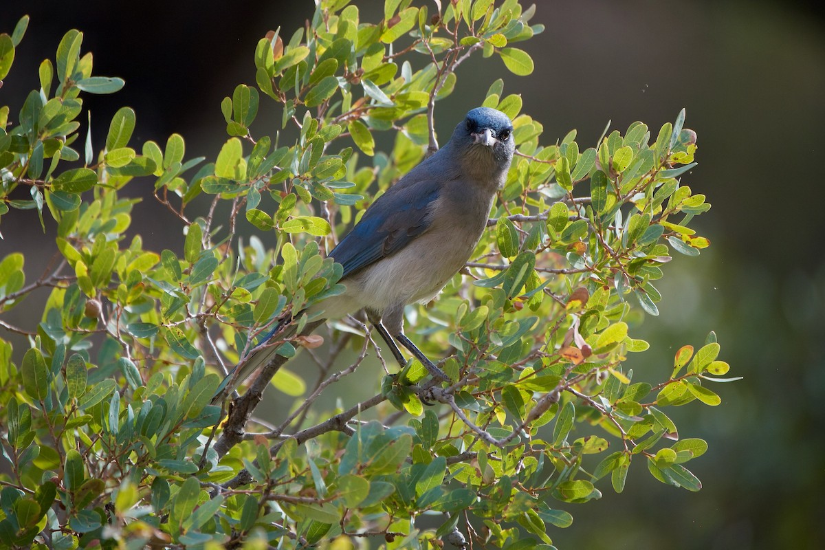 Mexican Jay - Ben Schmandt