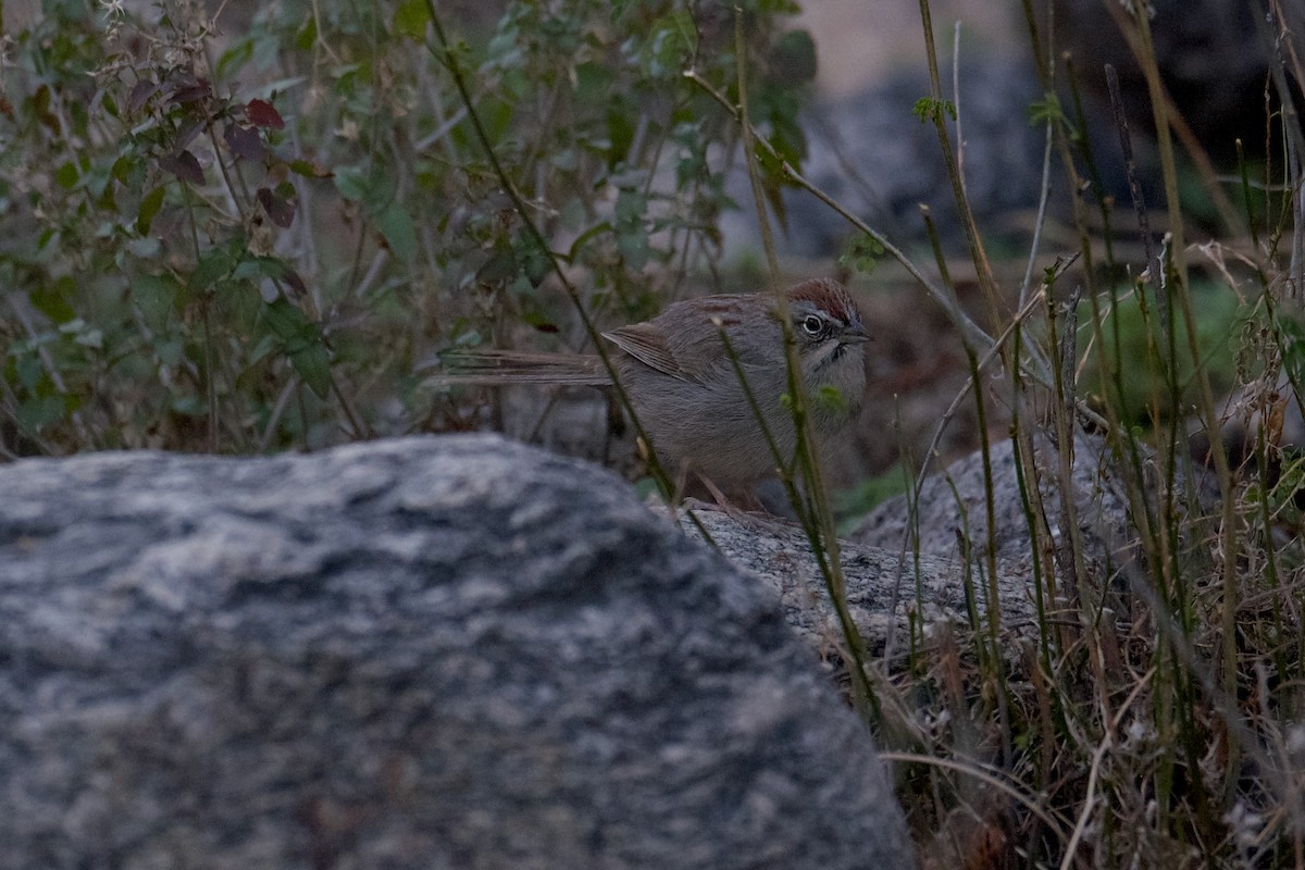 Rufous-crowned Sparrow - ML612401957