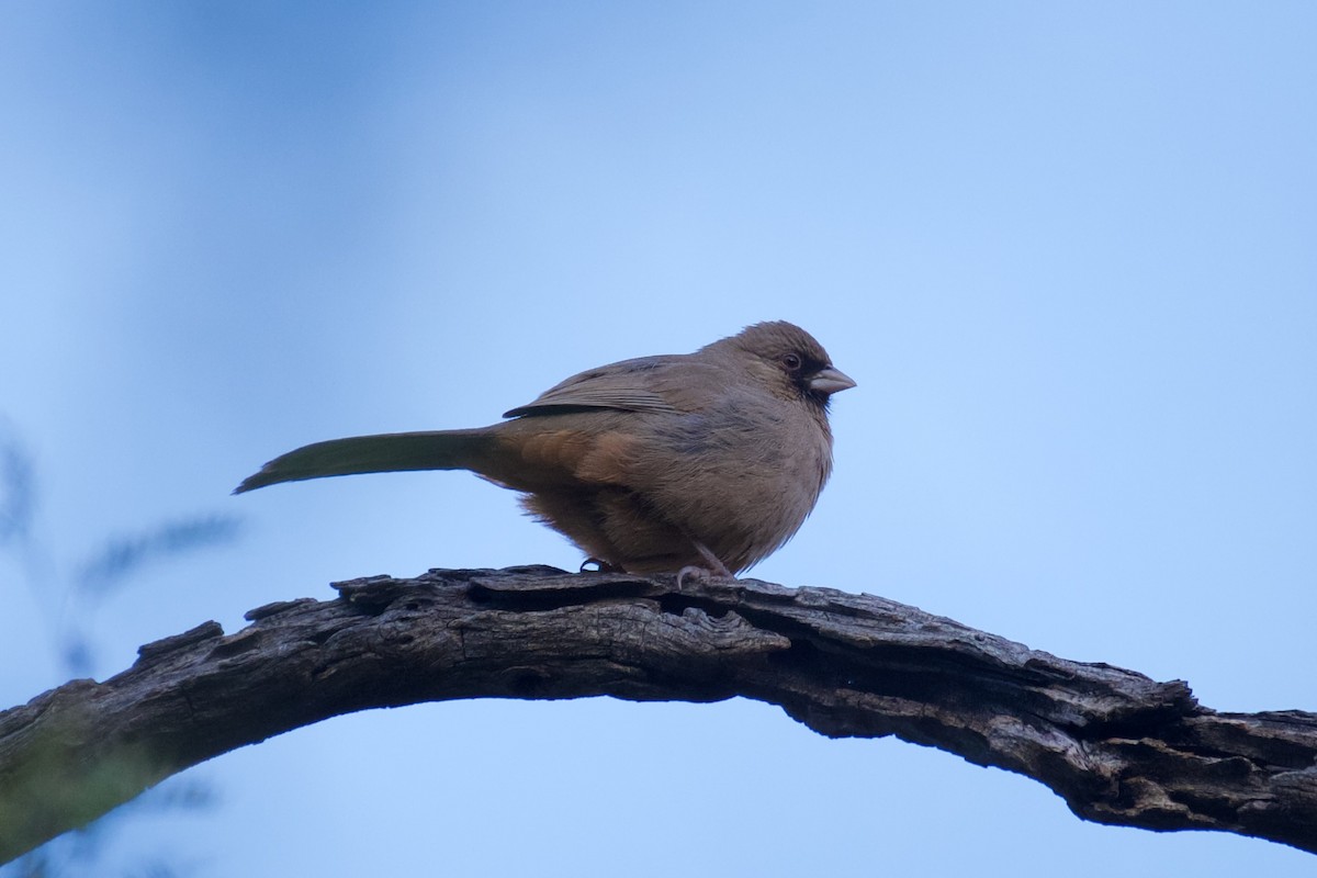 Abert's Towhee - ML612401965