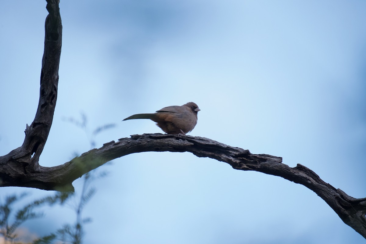 Abert's Towhee - Ben Schmandt