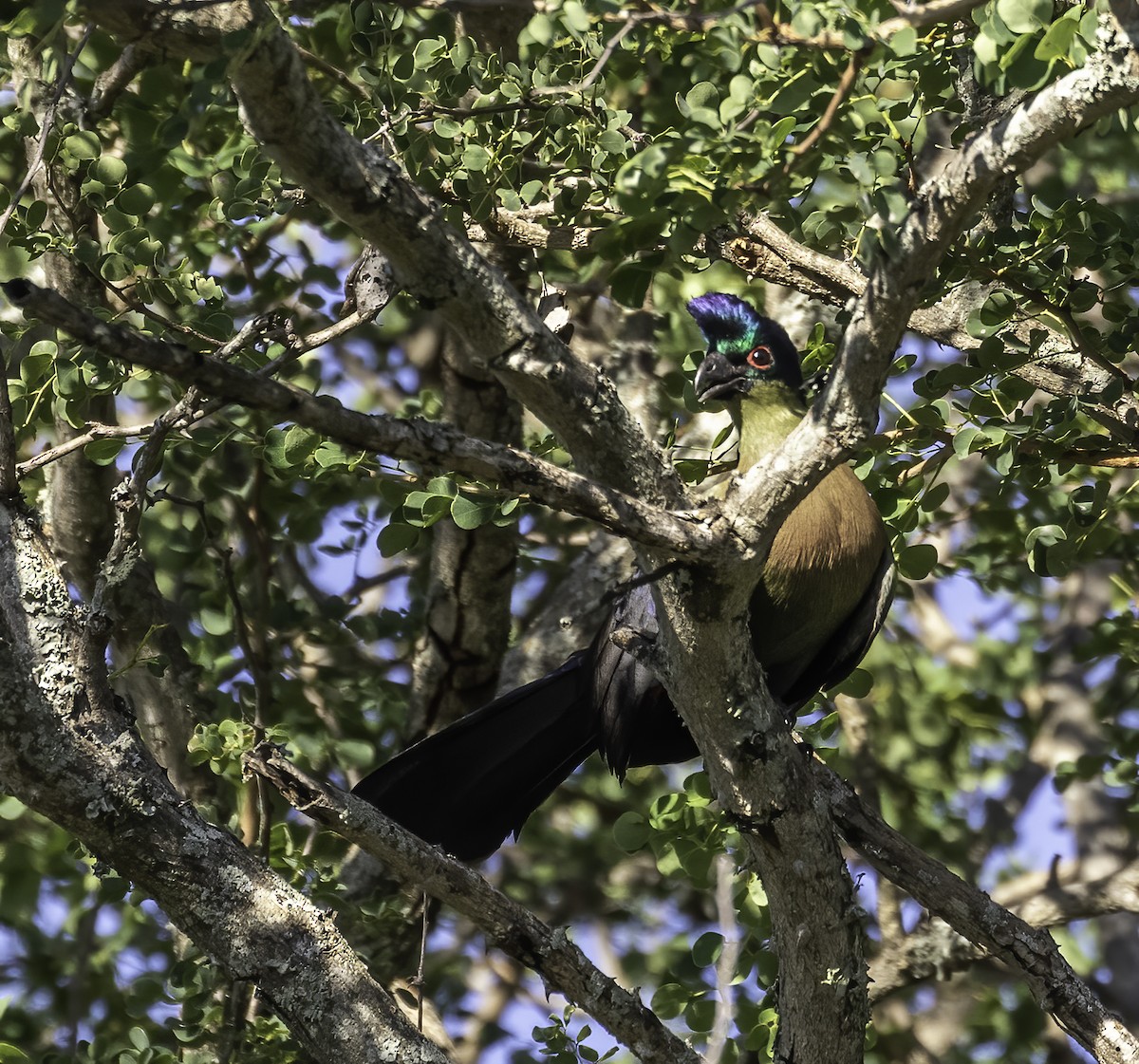 Purple-crested Turaco - ML612401988