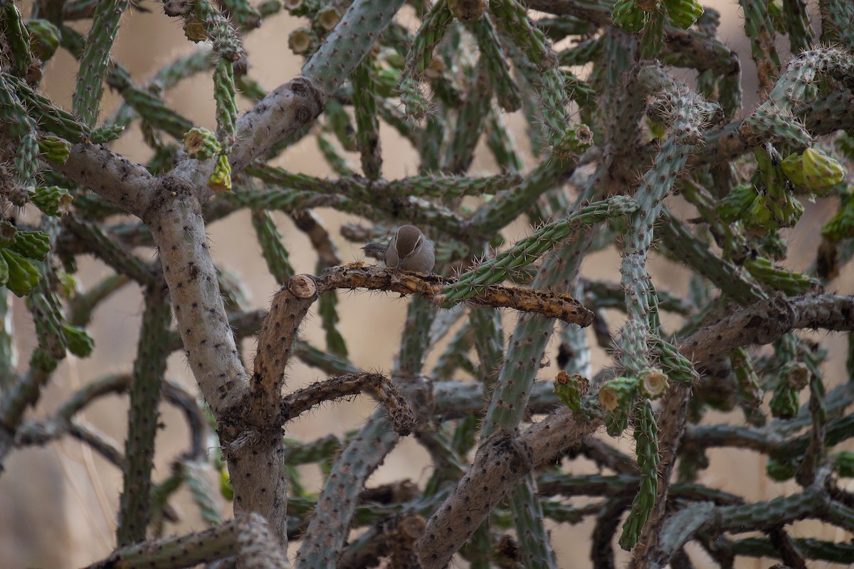 Bewick's Wren - ML612401992