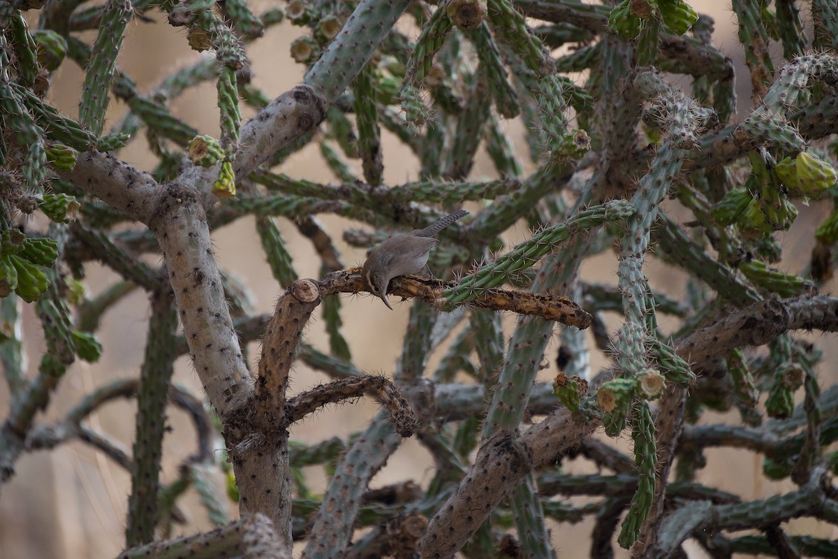 Bewick's Wren - ML612401993