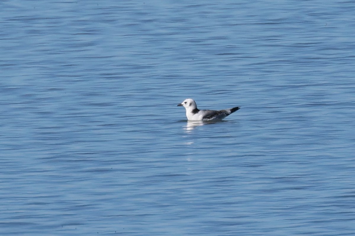 Mouette tridactyle - ML612401999