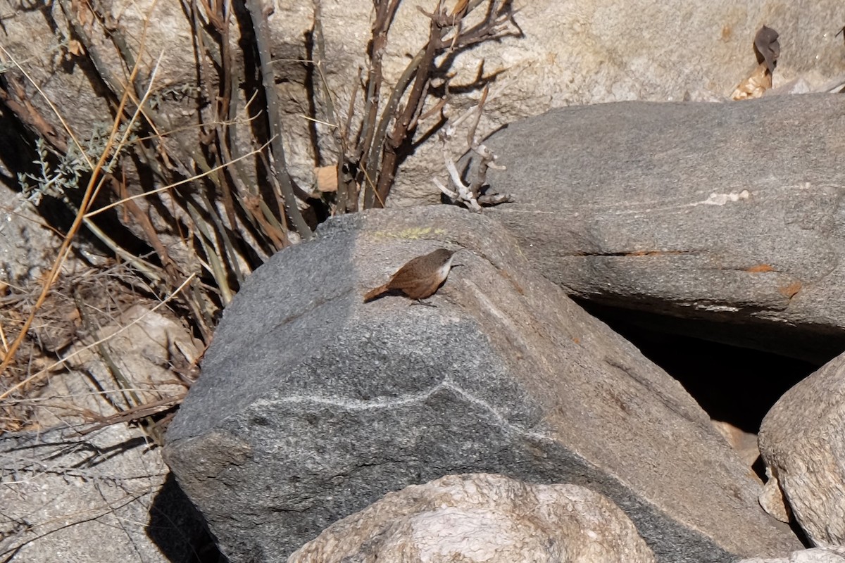 Canyon Wren - ML612402003