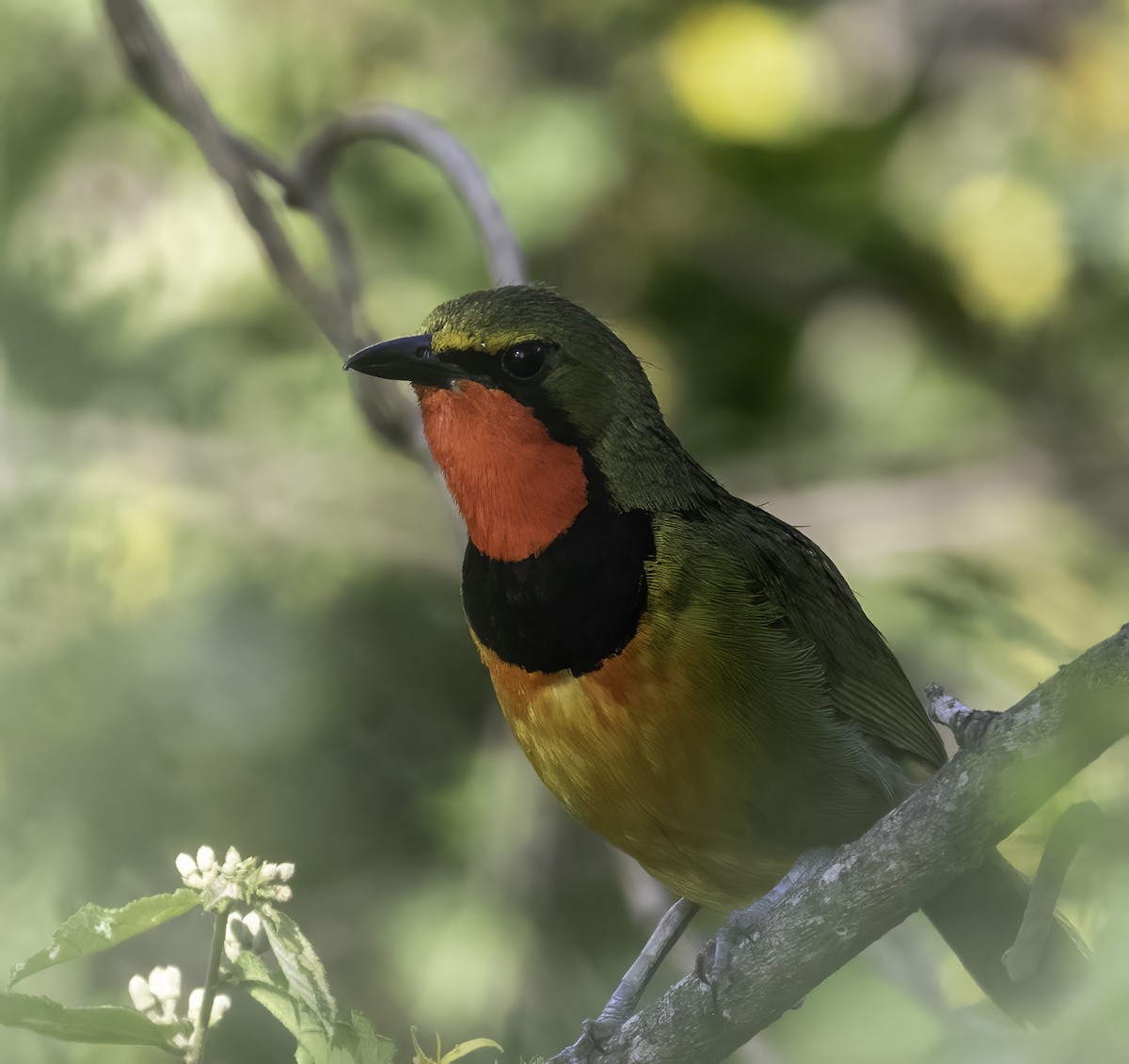 Four-colored Bushshrike - ML612402010