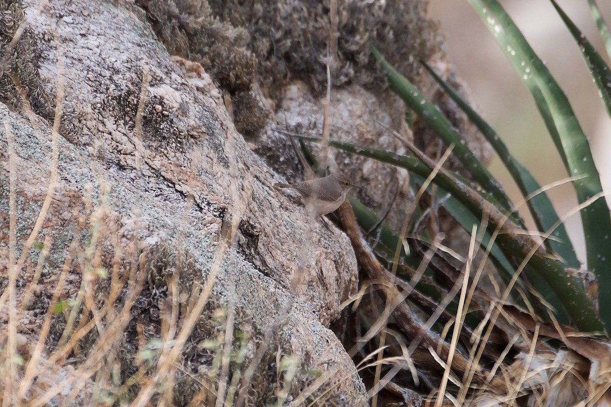 Rock Wren - ML612402011