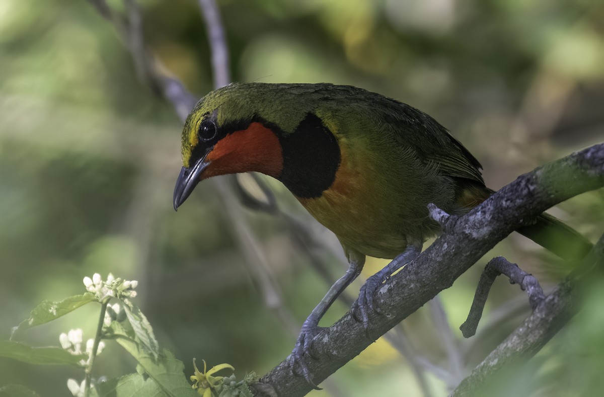 Four-colored Bushshrike - ML612402019