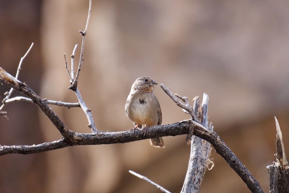 Canyon Towhee - ML612402024