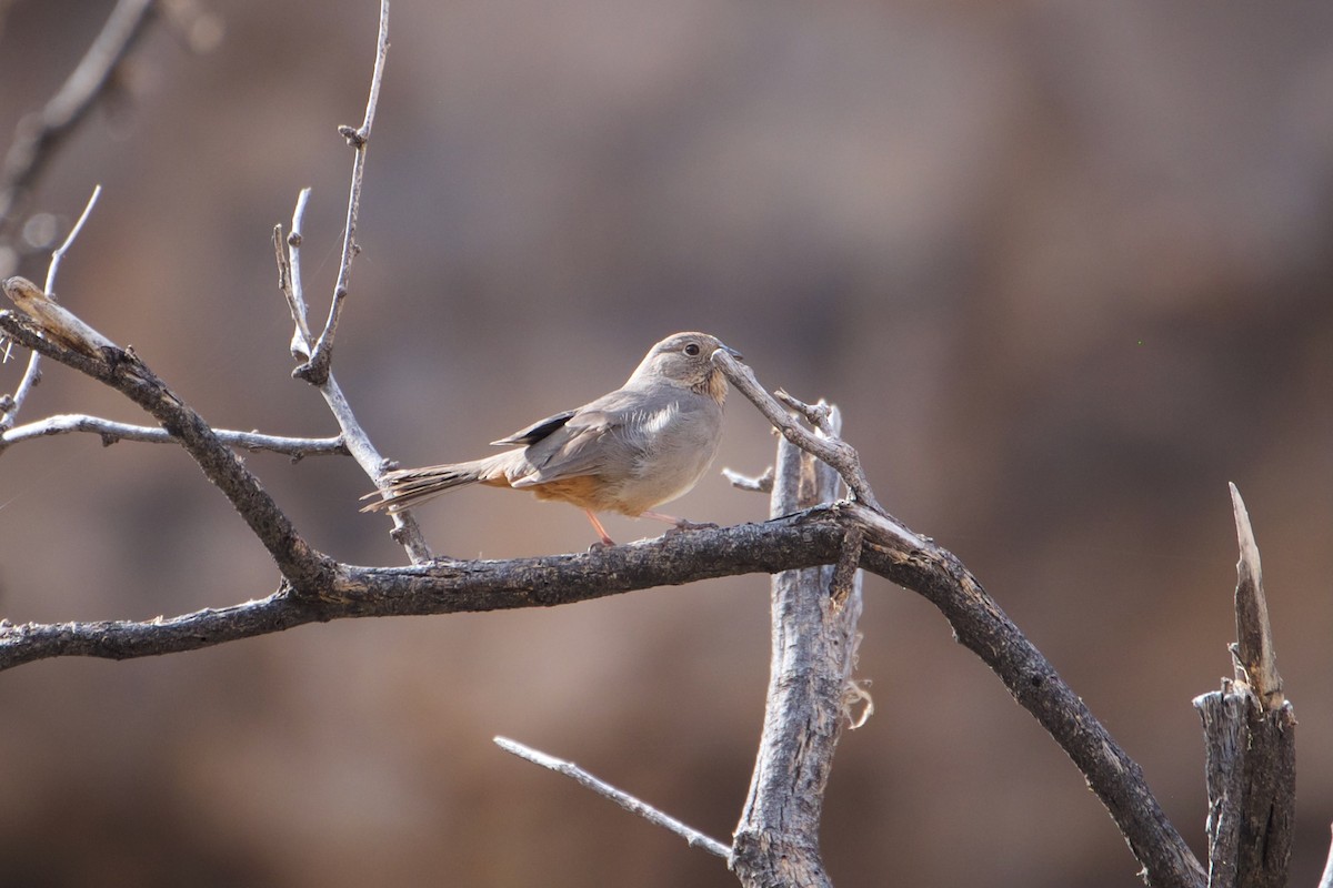 Canyon Towhee - ML612402025