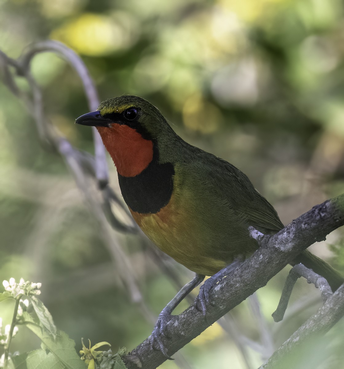 Four-colored Bushshrike - ML612402030