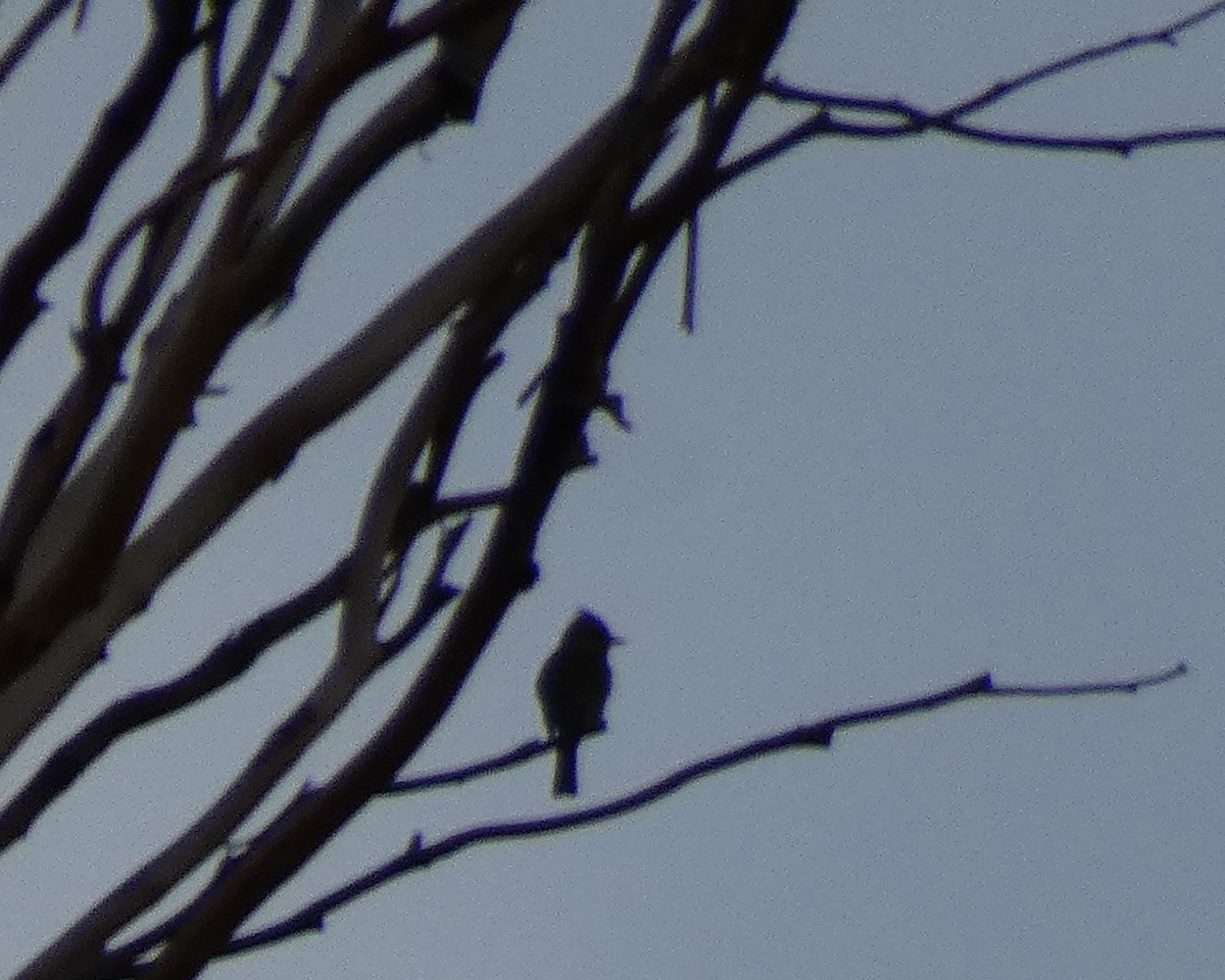 Greater Pewee - ML612402037